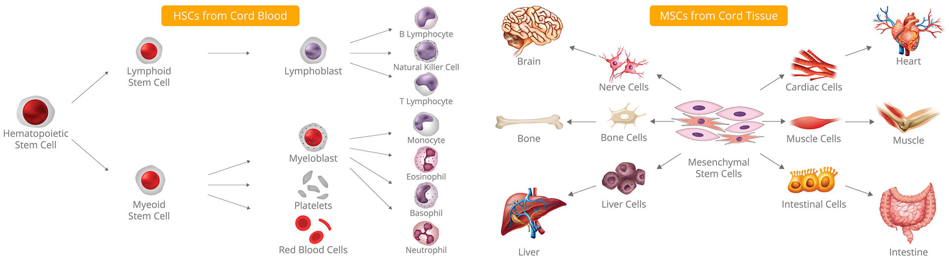 HealthBanks Stem Cells HSCs MSCs