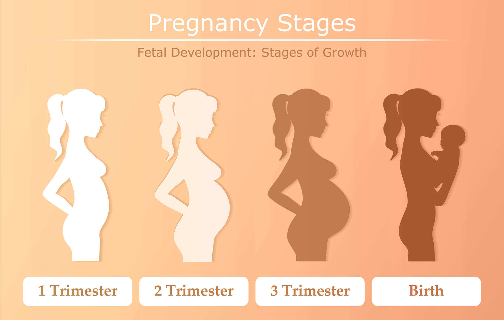 Pregnancy Stages Infographic