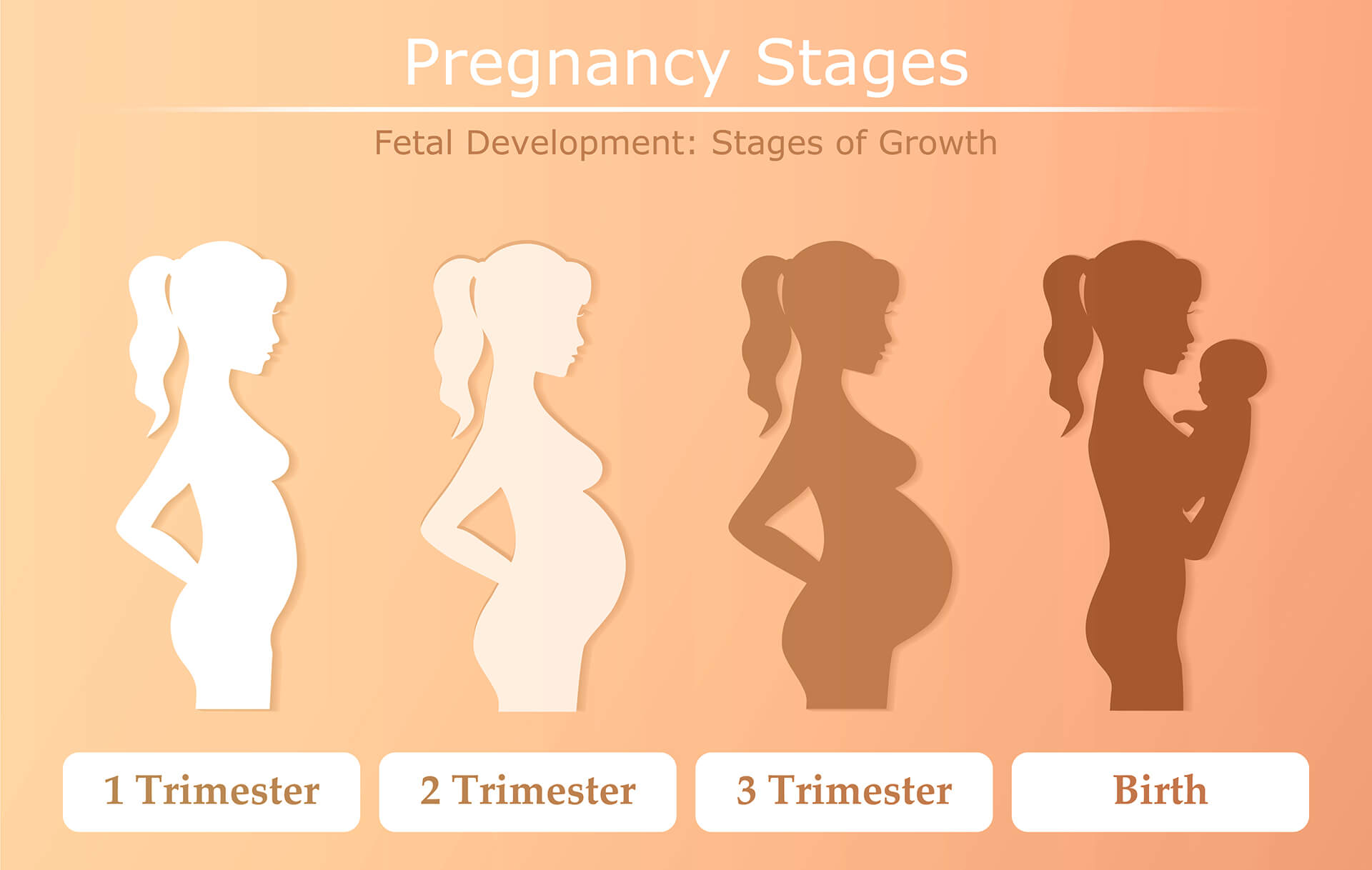 The 4 Stages Of The Pregnancy Timeline Healthbanksus 