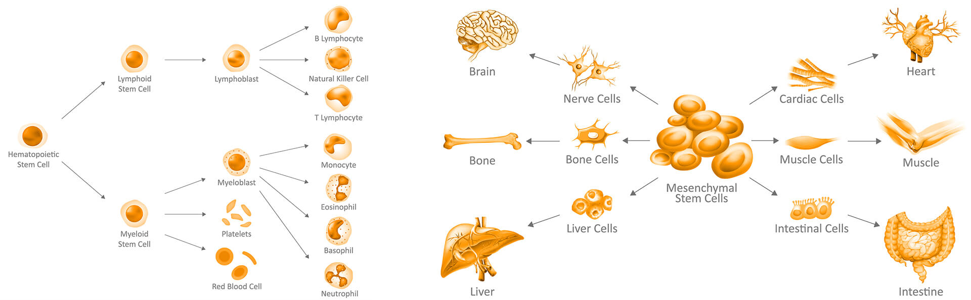 Stem Cells Cord Blood Banking