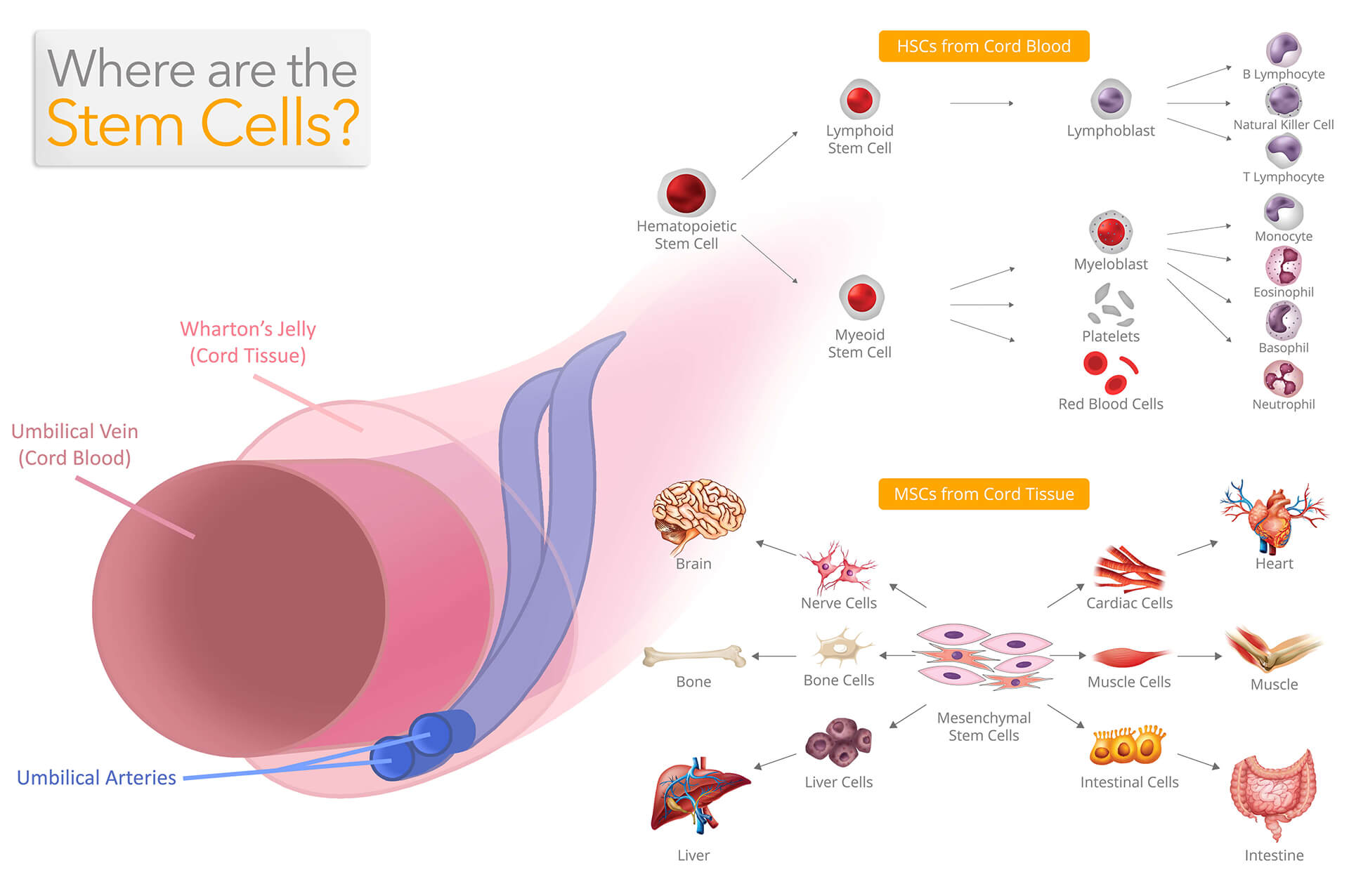 cord-blood-banking-where-are-stem-cells-web