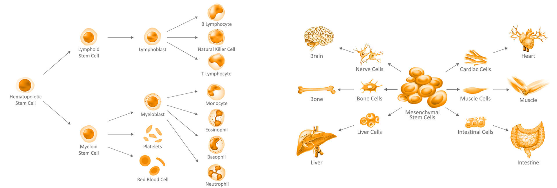 Hematopoietic Stem Cells Mesenchymal Stem Cells HealthBanks Cord Blood Banking