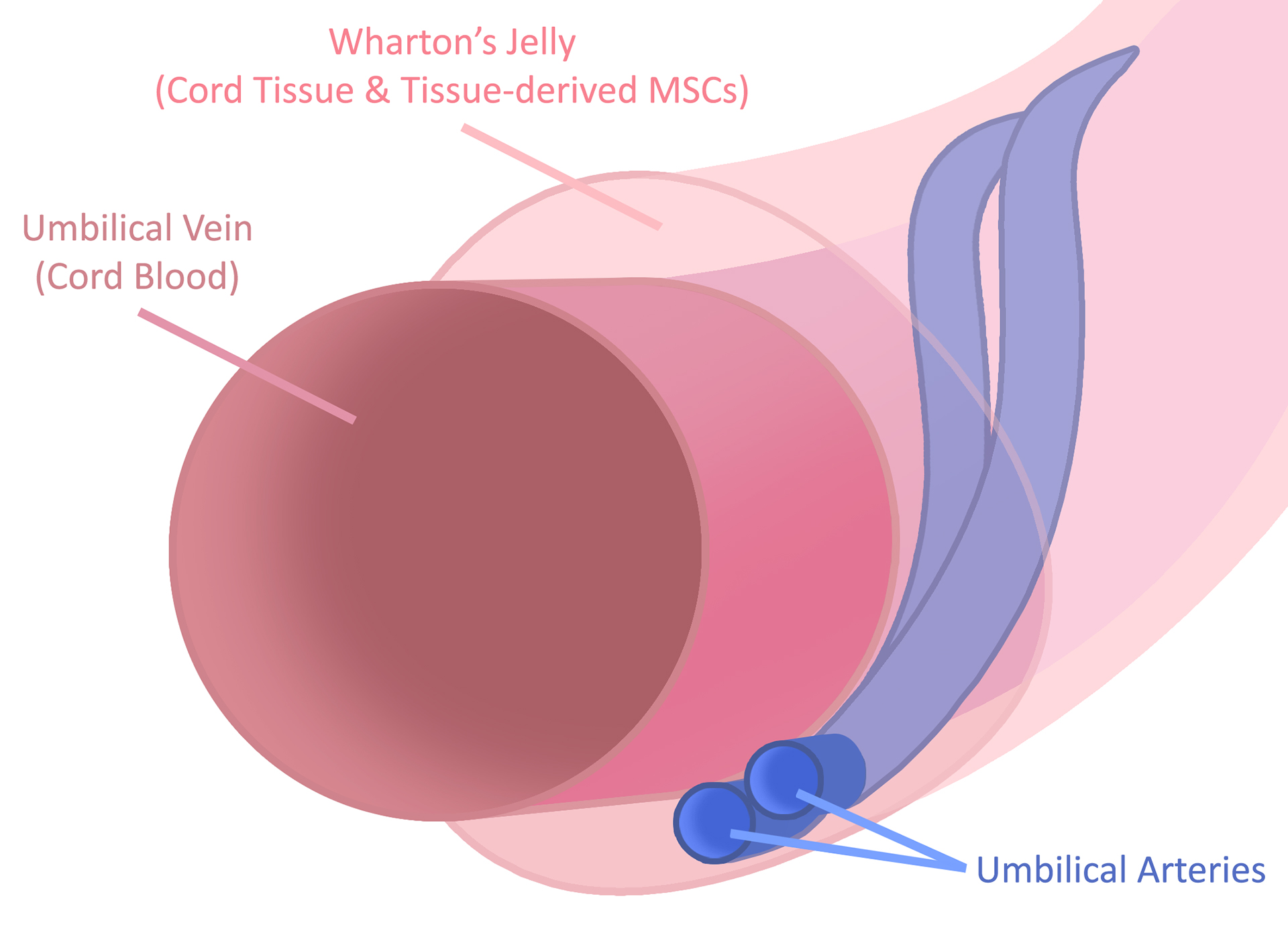 Umbilical Cord Blood Storage - Umbilical Cord Blood Banking/Preservation  Cost - HealthBanks