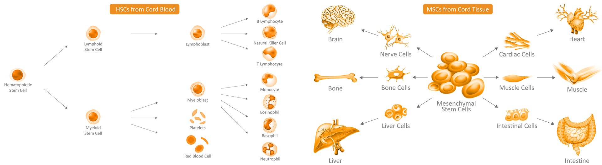 Stem Cells From Cord Blood Cord Tissue