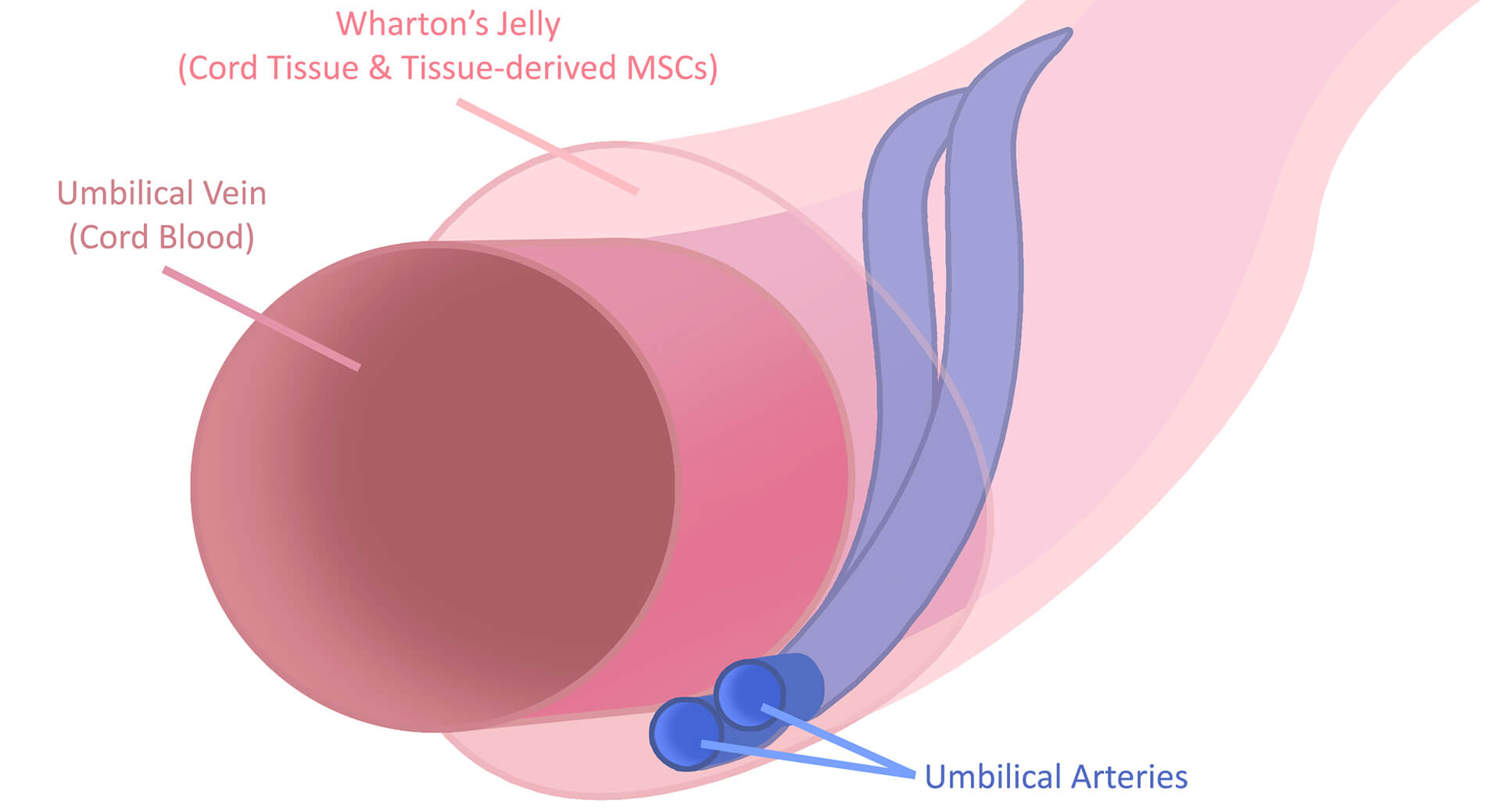 umbilical cord diagram