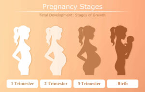 The 4 Stages Of The Pregnancy Timeline. - HealthBanksUS