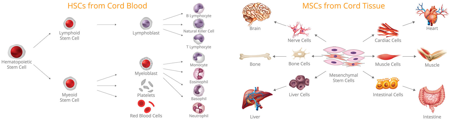 HSCs MSCs from Cord Blood Tissue
